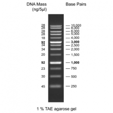 1 kb DNA Ladder with 6× Loading Dye