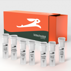 cDNA Synthesis Kit 10