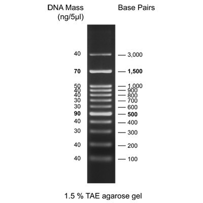 DNA ladder DNA ladder