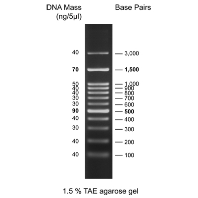 DNA ladder