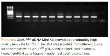 gDNA Mini Kit provides reproducibly high quality template for PCR gDNA Mini Kit provides reproducibly high quality template for PCR
